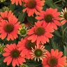 Echinacea X Sombrero Adobe Orange Coneflower