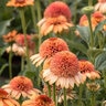 Echinacea X Supreme Cantaloupe Coneflower