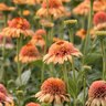 Echinacea X Supreme Cantaloupe Coneflower