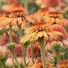 Echinacea X Supreme Cantaloupe Coneflower