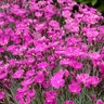 Dianthus Gratianopolitanus Firewitch Pinks Premium 1 gal. Container