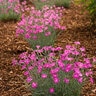 Dianthus Gratianopolitanus Firewitch Pinks Premium 1 gal. Container
