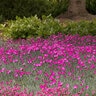 Dianthus Gratianopolitanus Firewitch Pinks Premium 1 gal. Container