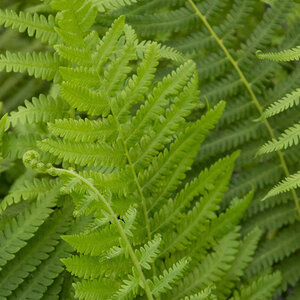 Thelypteris Normalis Southern Shield Fern 1 gal. Container