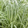 Carex Oshimensis EverColor Everlite Variegated Sedge