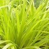 Carex Oshimensis EverColor Everillo Sedge