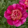 Paeonia X Early Scout Peony