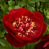 Paeonia Lactiflora Buckeye Belle Peony
