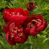 Paeonia Lactiflora Buckeye Belle Peony