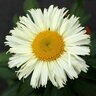 Leucanthemum Superbum Adorable Shasta Daisy