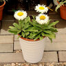 Leucanthemum Superbum Adorable Shasta Daisy