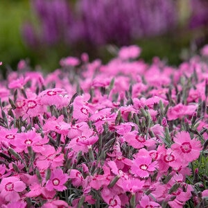 Dianthus X Mountain Frost Pink Twinkle Pinks