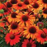 Echinacea X Kismet Intense Orange Coneflower