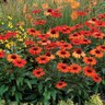Echinacea X Kismet Intense Orange Coneflower