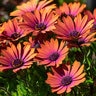 Dimorphotheca (Osteospermum) ecklonis Ostica Bronze African Daisy