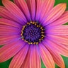 Dimorphotheca (Osteospermum) ecklonis Ostica Bronze African Daisy
