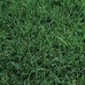 Bermuda Sod Midiron Bermudagrass (per sq. ft.)