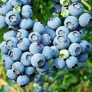 Vaccinium Ashei Powder Blue Rabbiteye Blueberry
