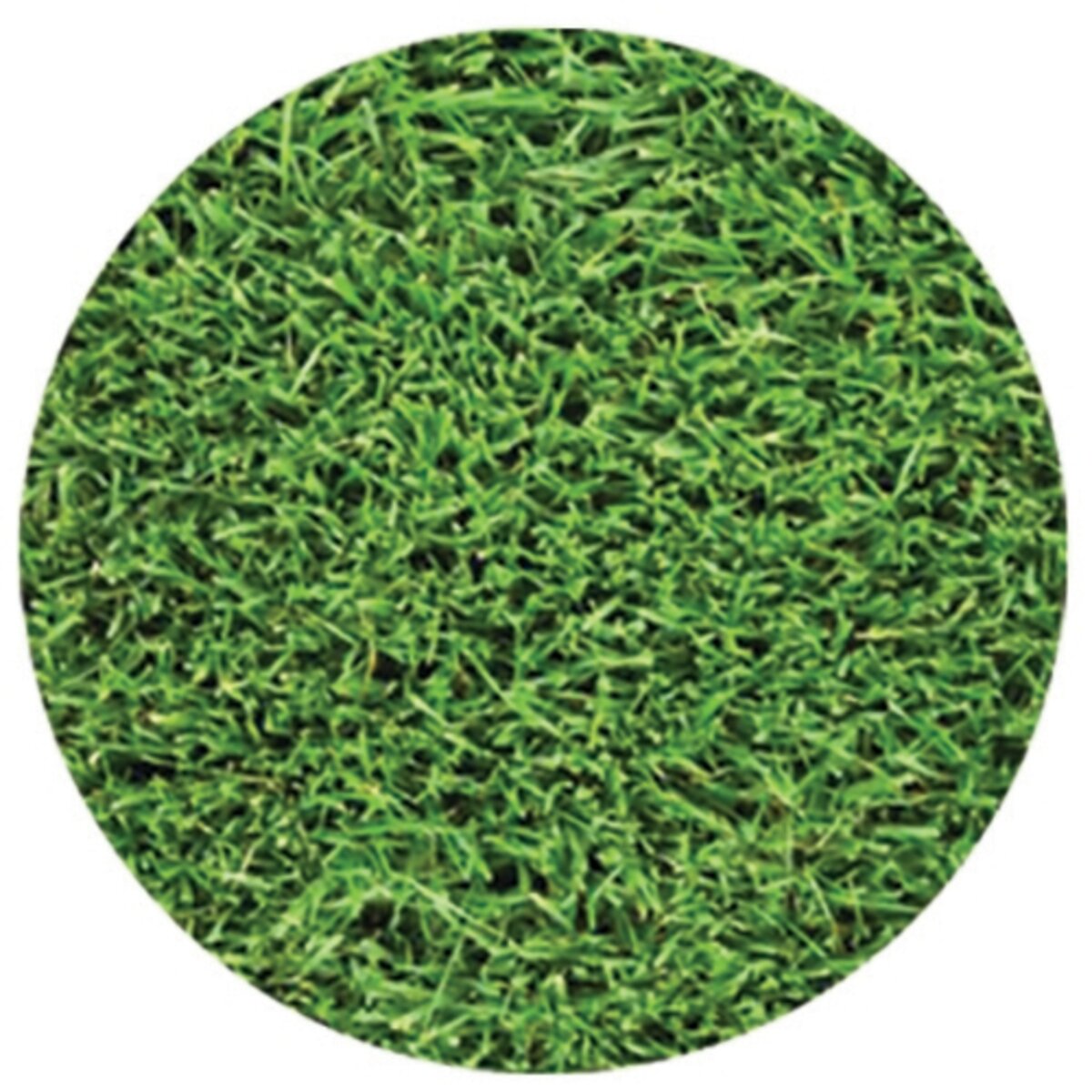 Blend Sod Blue Rye 50% Kentucky Bluegrass / 50% Perennial Ryegrass (per ...