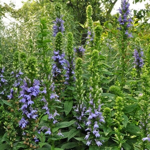 Lobelia Siphilitica Blue Cardinal Flower