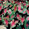 Caladium Bicolor Angel Wings