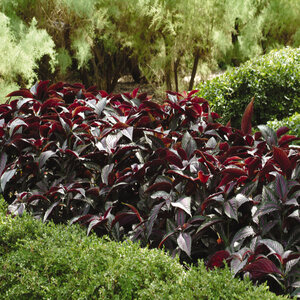 Strobilanthes dyerianus Proven Winners Persian Shield