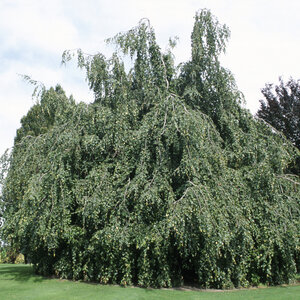 Fagus Sylvactica Pendula Weeping Beech