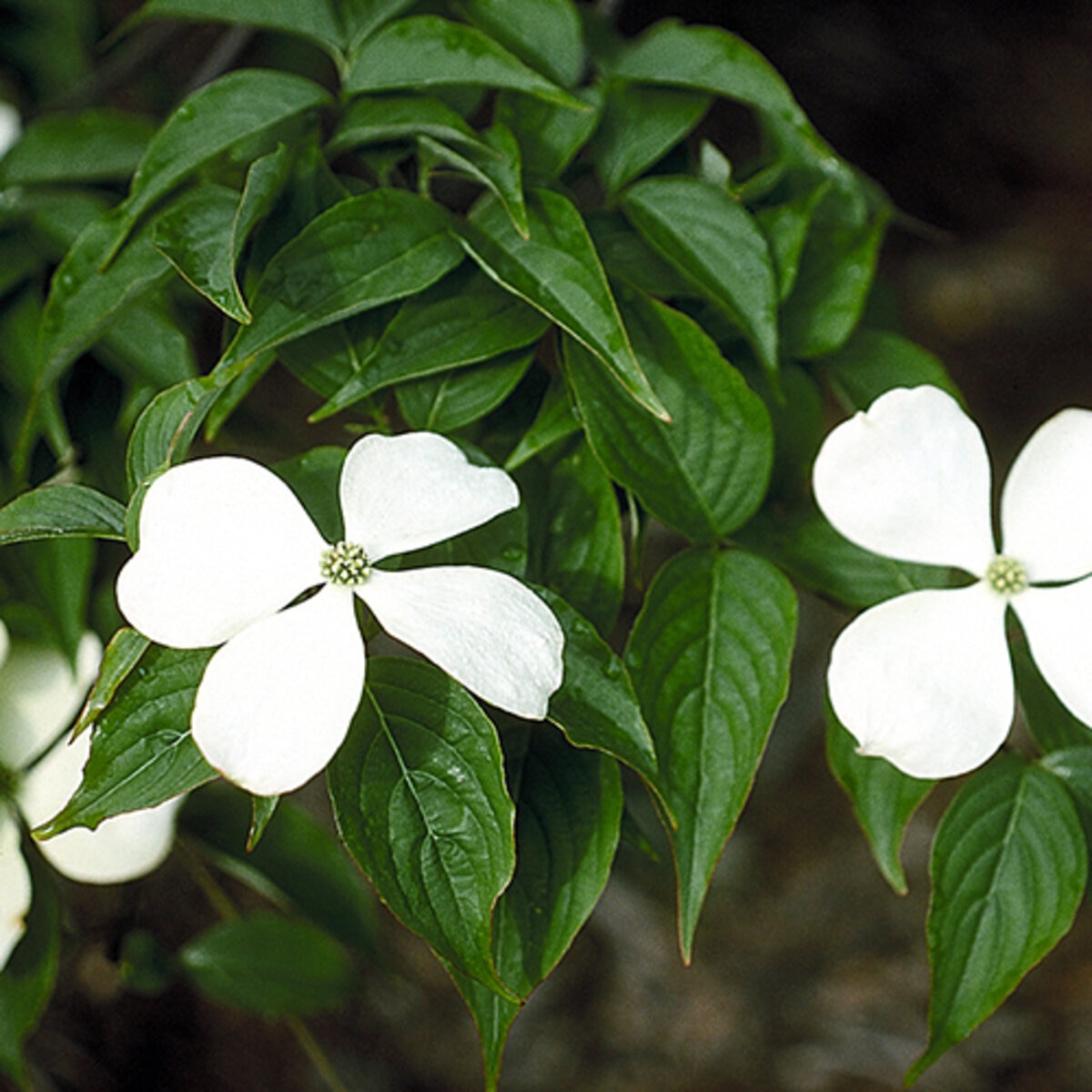 Cornus x rutgersensis Stellar Ruth Ellen Dogwood | SiteOne US