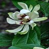 Calycanthus X Venus Sweet Shrub