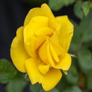 Rosa Floribunda Meianycid Gilded Sun Rose
