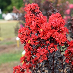 Lagerstroemia X Sunset Magic First Editions Crape Myrtle 3 gal. Container