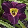 Hemerocallis X Bela Lugosi Daylily