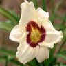 Hemerocallis X Pandoras Box Daylily
