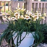 Hemerocallis X Pandoras Box Daylily