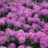 Rhododendron X Color Choice Dandy Man Purple Rhododendron