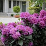 Rhododendron X Color Choice Dandy Man Purple Rhododendron