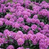 Rhododendron X Color Choice Dandy Man Purple Proven Winners Rhododendron 7 gal. Container