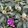 Rhododendron X Color Choice Dandy Man Purple Proven Winners Rhododendron 7 gal. Container