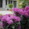 Rhododendron X Color Choice Dandy Man Purple Proven Winners Rhododendron 7 gal. Container