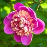 Paeonia Latifolia Madame Emile Debatene Peony