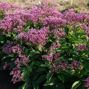 Eutrochium (Eupatorium) purpureum Euphoria Ruby Joe-Pye Weed 1 gal. Container
