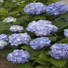 Hydrangea Macrophylla Royal Majestics Mini Penny Big Leaf Hydrangea 3 gal. Container