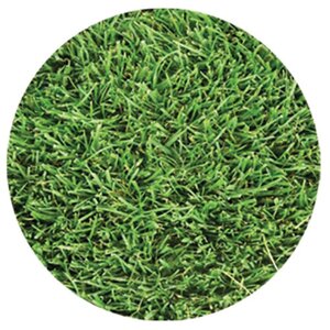 Blend Sod Bolero Plus 90% Dwarf Tall Fescue / 10% Kentucky Bluegrass (per sq. ft.)