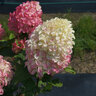 Hydrangea Paniculata Quick Fire Fab Proven Winners Panicle Hydrangea 10 gal. Container