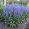 Veronica Longifolia Blue Skywalker Speedwell