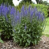 Veronica Longifolia Blue Skywalker Speedwell