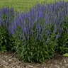 Veronica Longifolia Blue Skywalker Speedwell