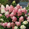 Hydrangea Paniculata Quick Fire Fab Proven Winners Panicle Hydrangea 3 gal. Container