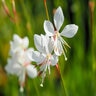 Gaura Lindheimeri Sparkle White Gaura