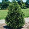 Thuja Standish X Plicata Green Giant Portfolio Arborvitae 15 gal. Container
